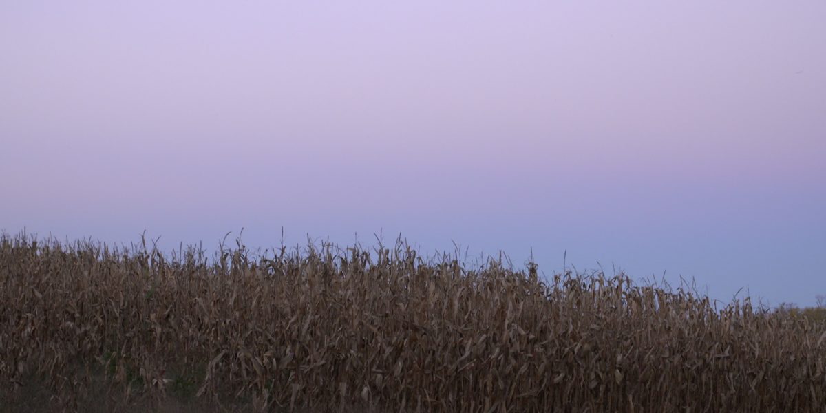 corn at dusk