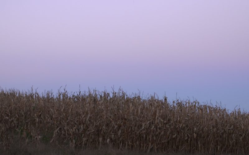 corn at dusk